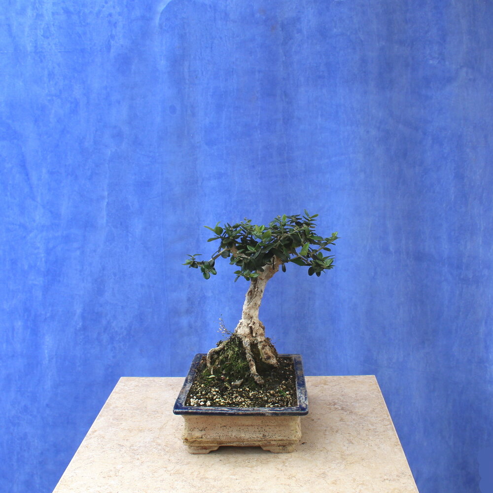 Wild Olive